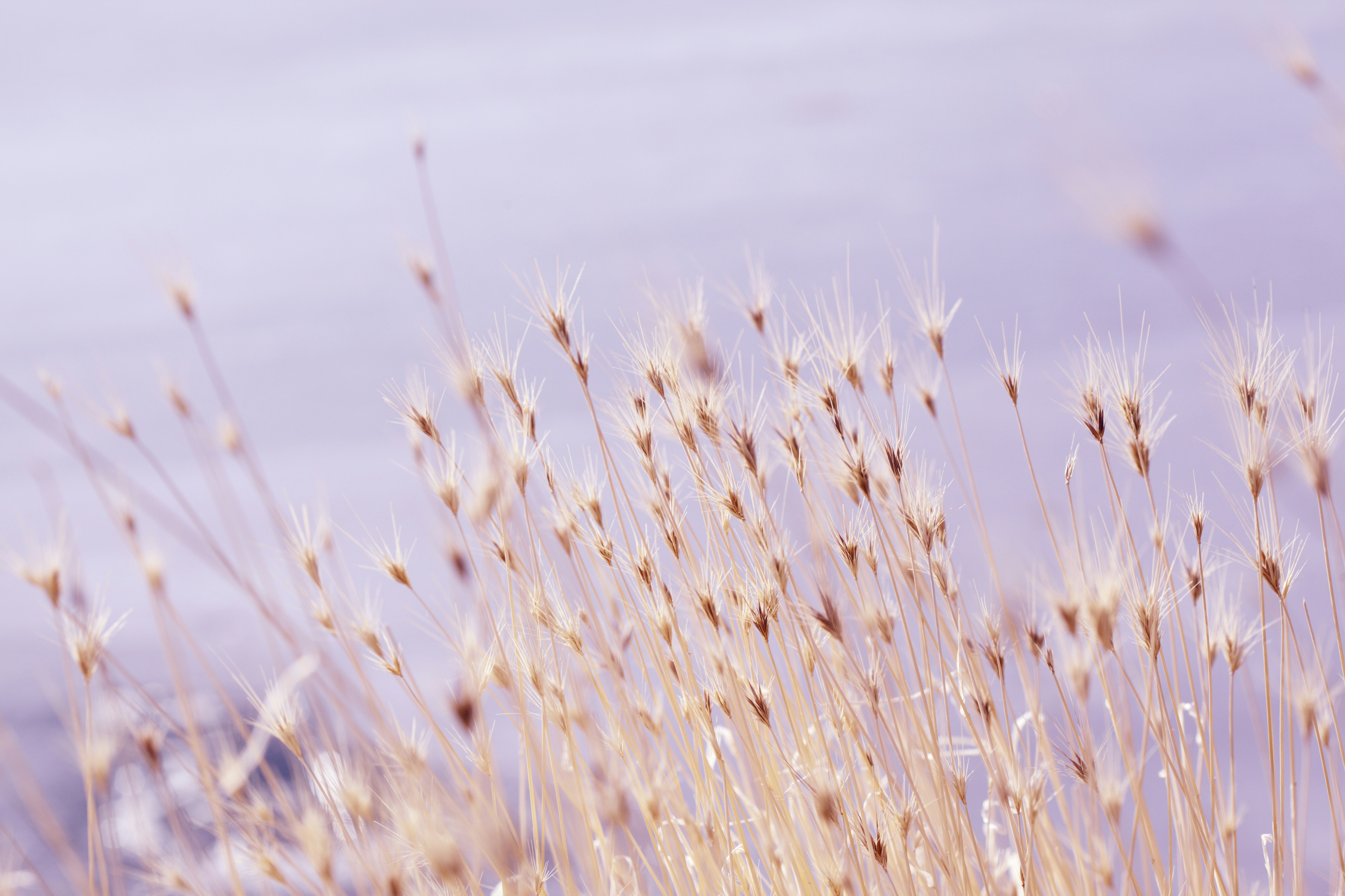 selective focus photography of grass field